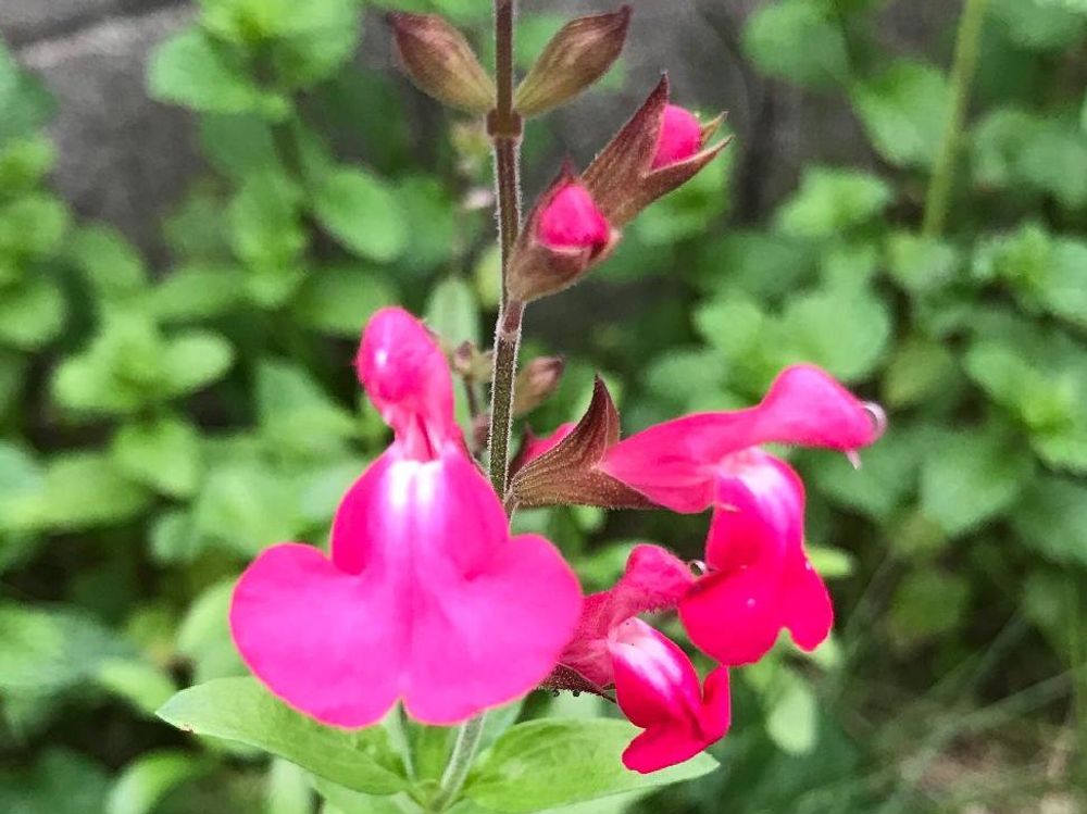 チェリーセージ　紫色の花