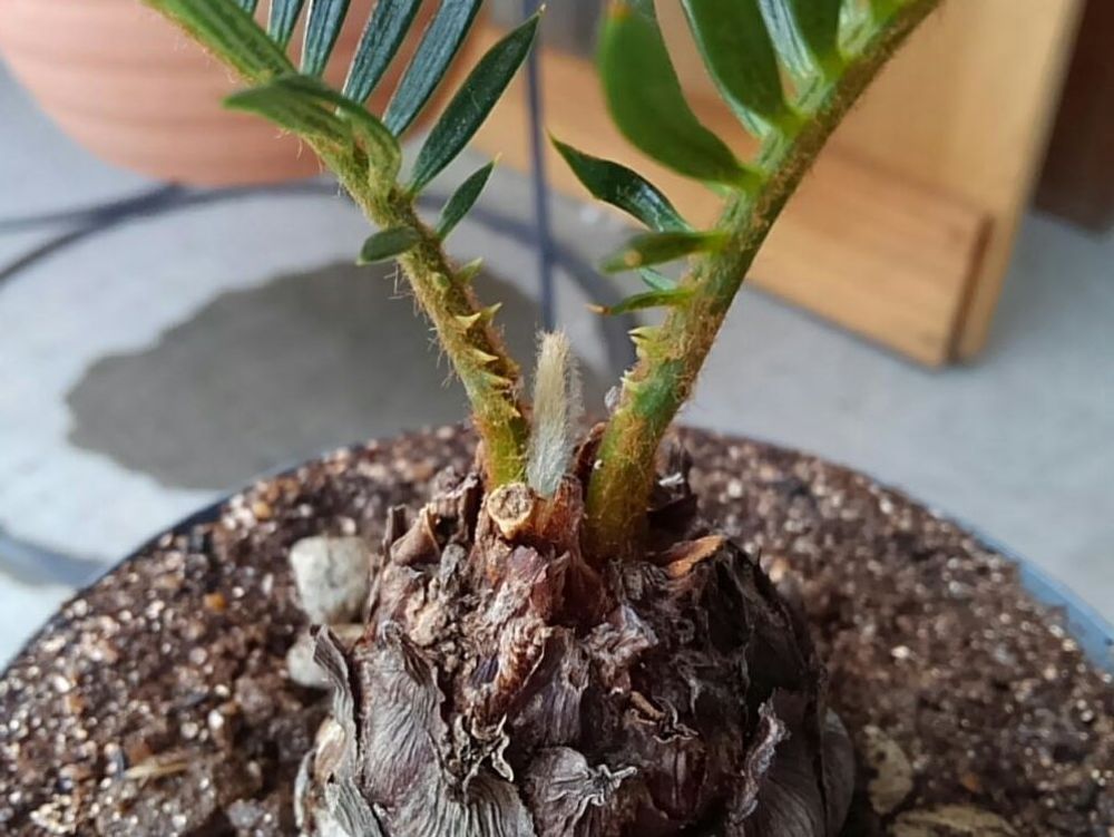 ソテツ(蘇鉄)　鉢植え　株