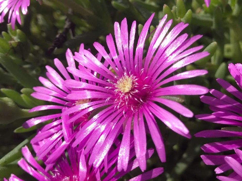マツバギク　ピンク色の花