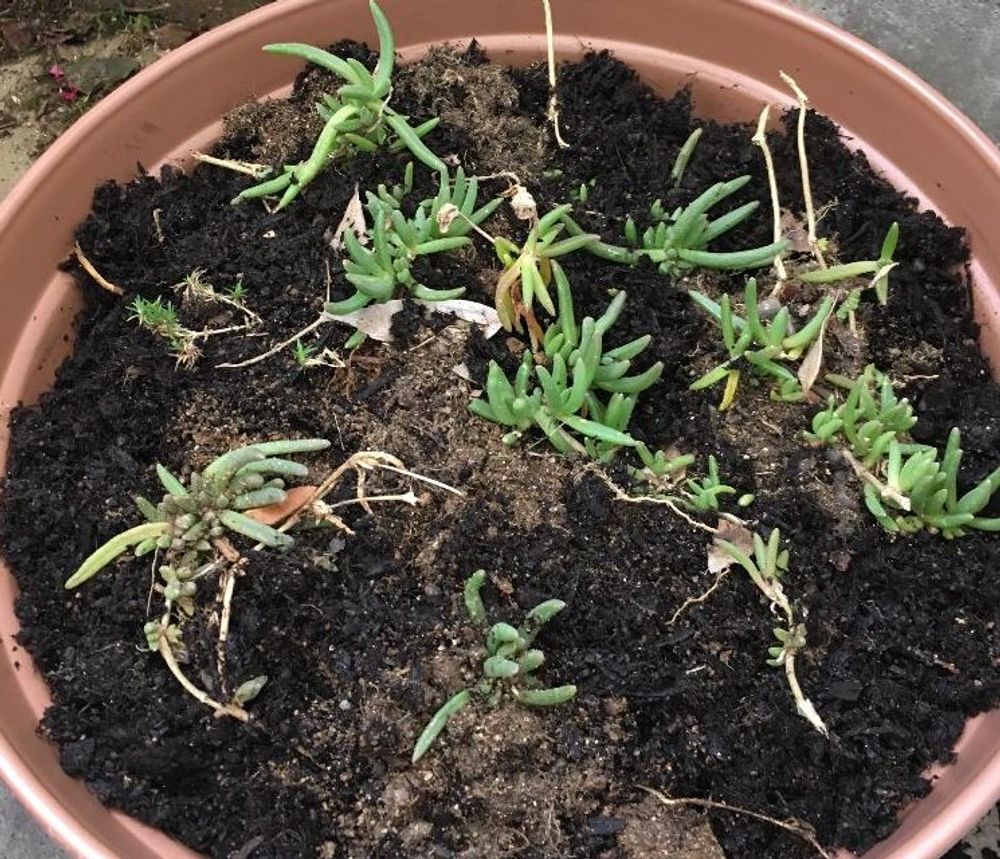 マツバギク、photo by コアラパン