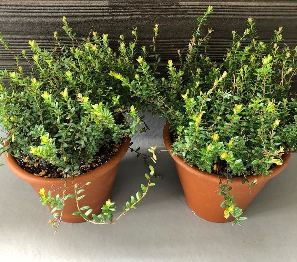 クランベリー、photo by　♡MEmE♡