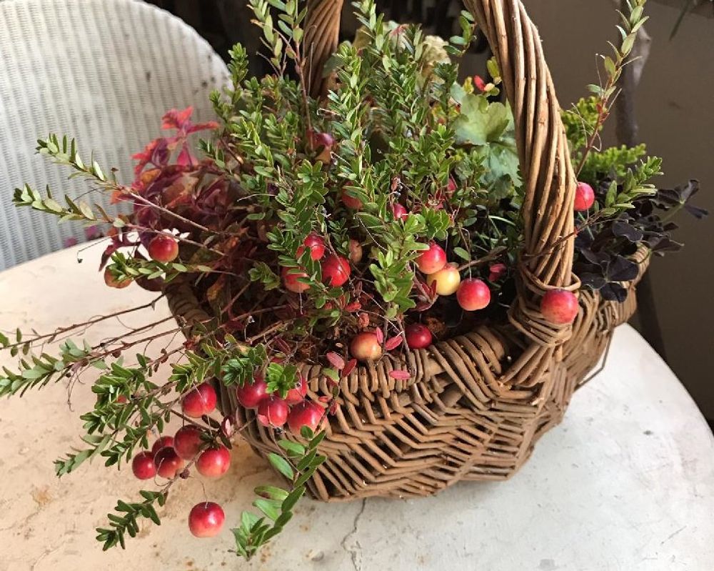 クランベリー、photo by 　mamisaz