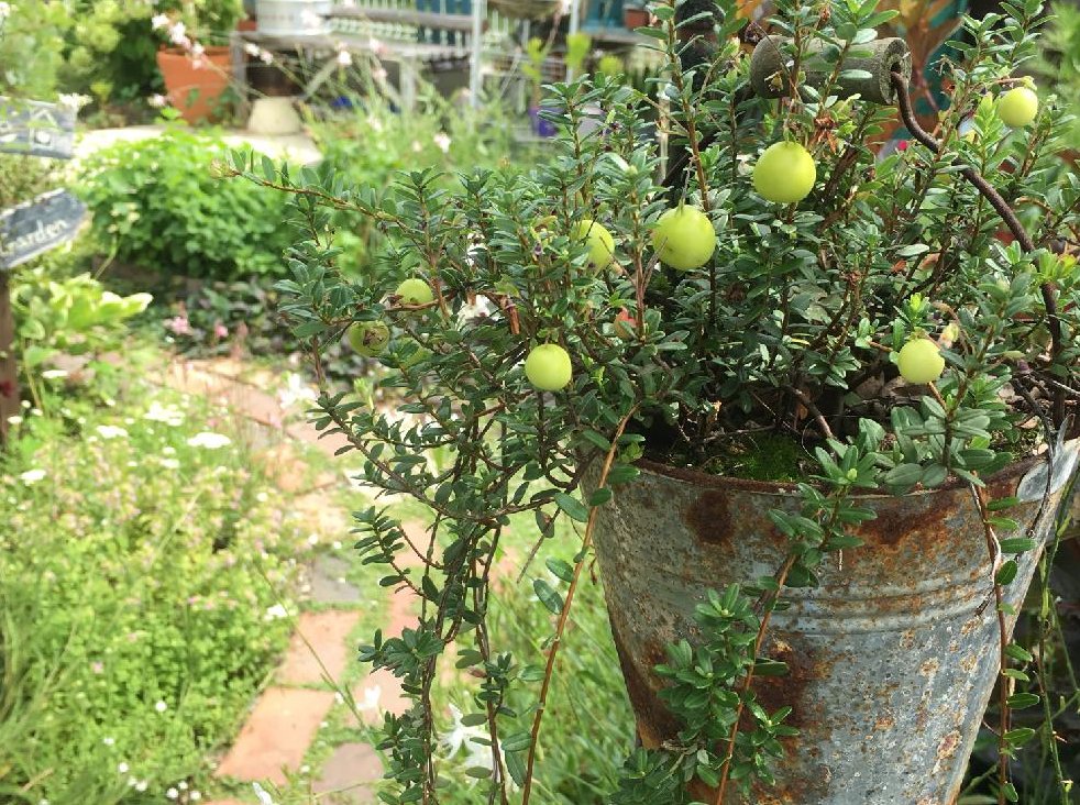 クランベリーの育て方 鉢植えや地植えの方法は Greensnap グリーンスナップ