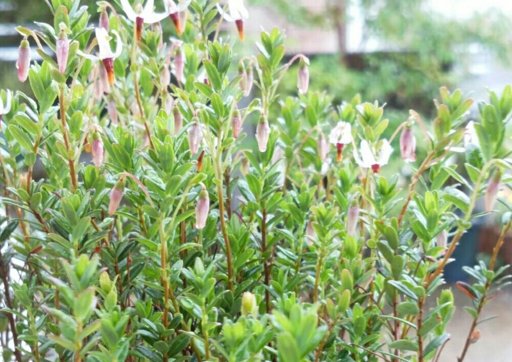 クランベリーの育て方 鉢植えや地植えの方法は Greensnap グリーンスナップ