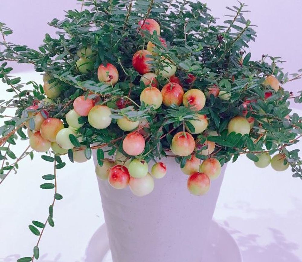 クランベリー、photo by kima.