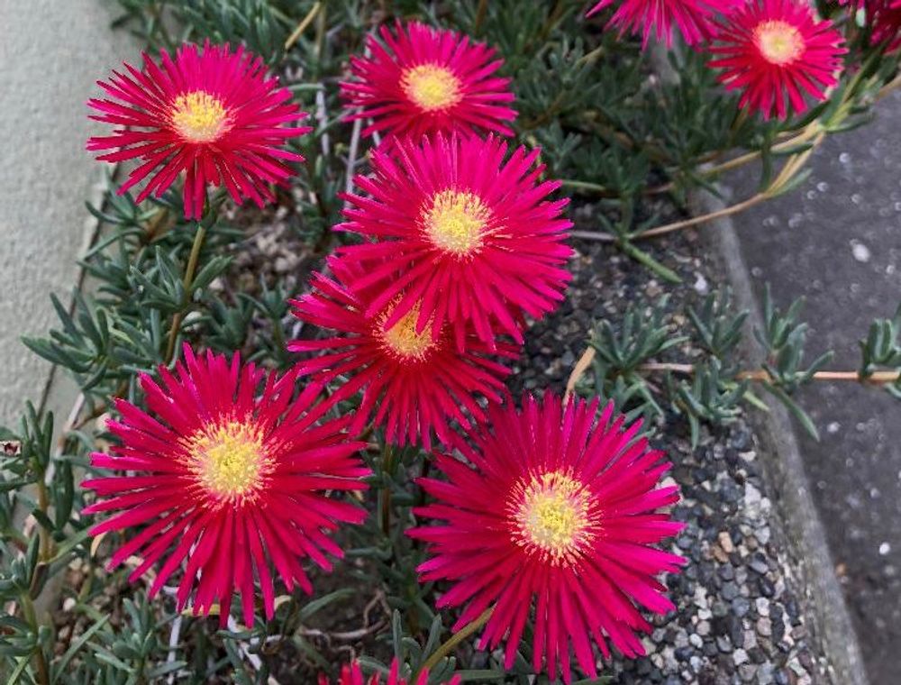 マツバギク、photo by さんこん