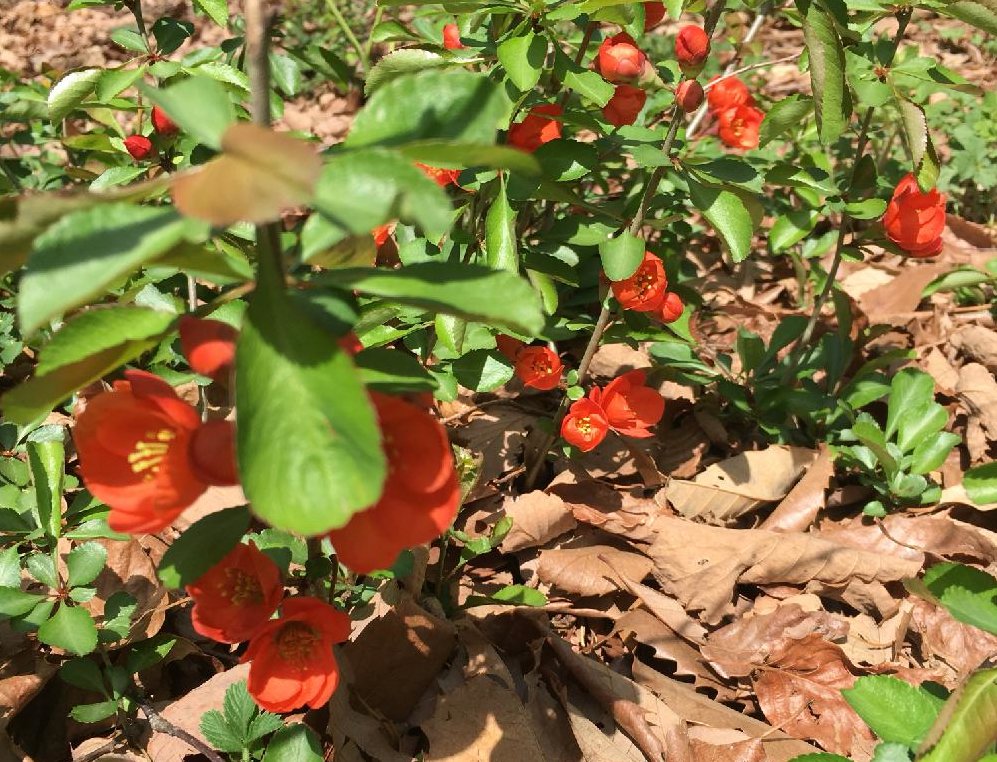 木瓜(ボケ)　赤い花　地植え