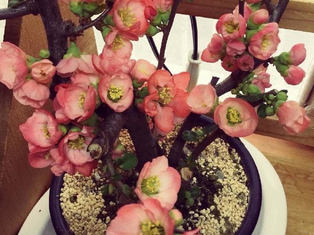 木瓜(ボケ)　赤い花　鉢植え