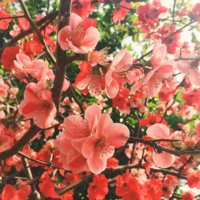 木瓜(ボケ)の育て方｜植え替え時期は？挿し木や剪定の方法は？の画像
