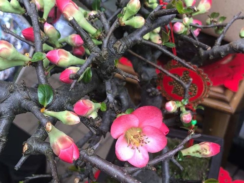 木瓜(ボケ)　赤い花