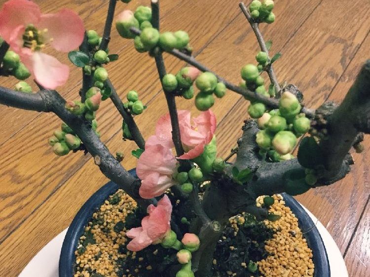 木瓜(ボケ)　鉢植え　ピンク色の花