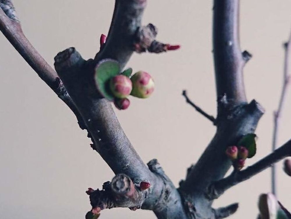 木瓜(ボケ)　枝