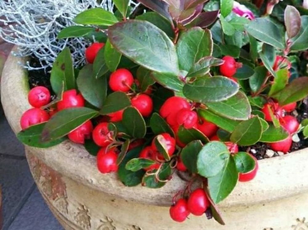 チェッカーベリー　鉢植え　赤い実