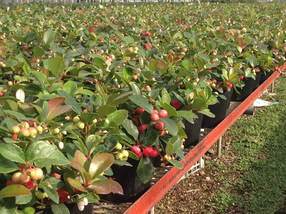 チェッカーベリー　畑