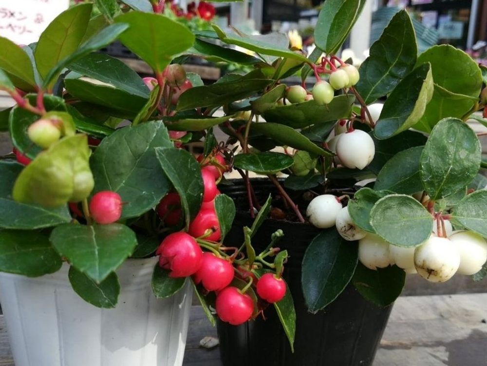 チェッカーベリー　鉢植え　赤い実