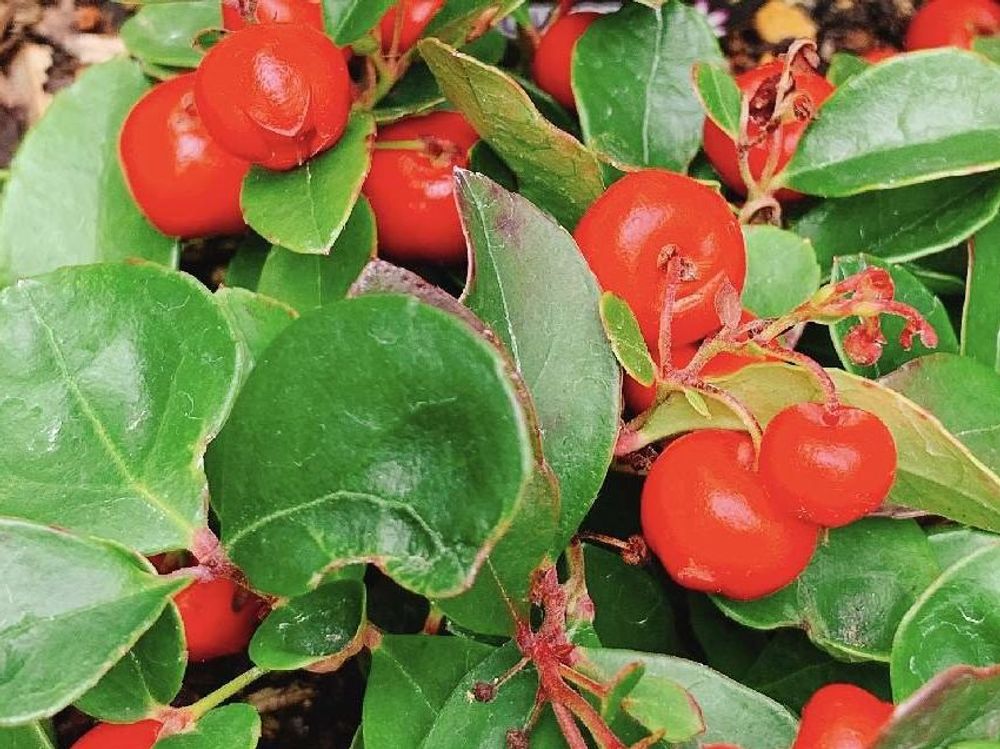 チェッカーベリー　赤い実