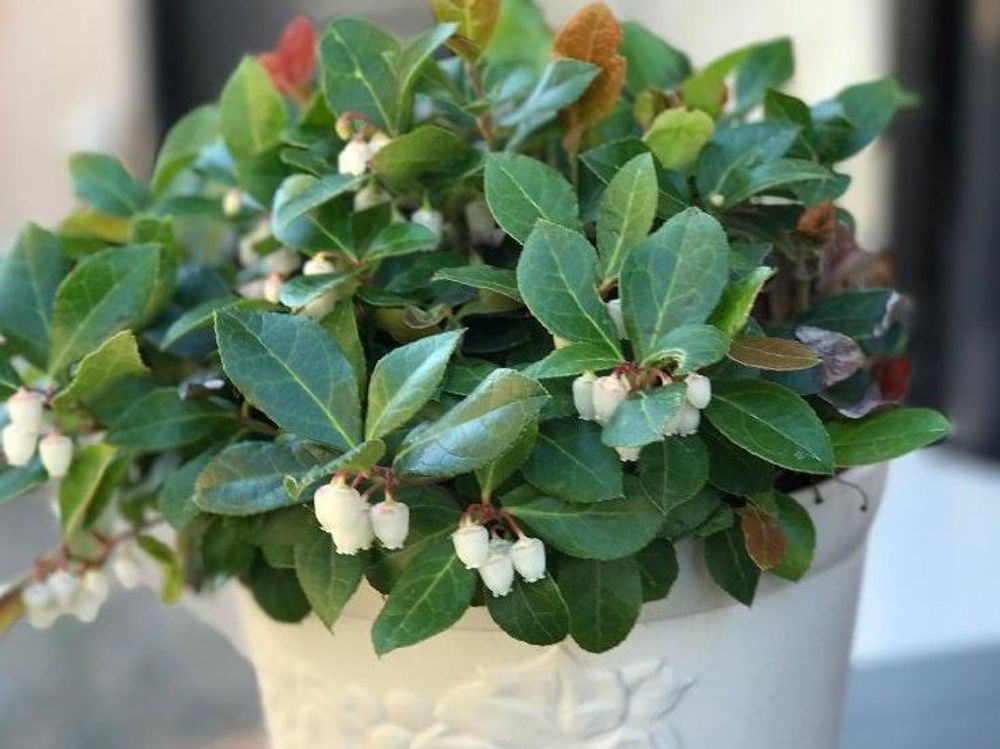 チェッカーベリー　鉢植え　白い花