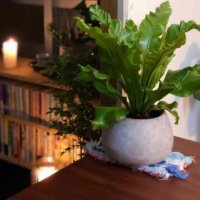 アスプレニウムの育て方｜観葉植物として長く楽しむコツは？の画像