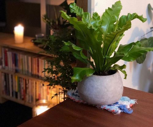 オオタニワタリ アスプレニウム の育て方 観葉植物として長く楽しむコツは Greensnap グリーンスナップ