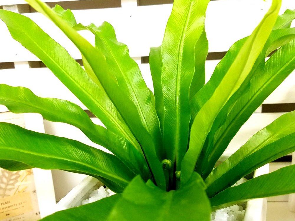 アスプレニウム　プランター　株