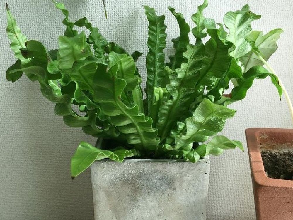 アスプレニウム・エメラルドウェーブ　鉢植え　葉
