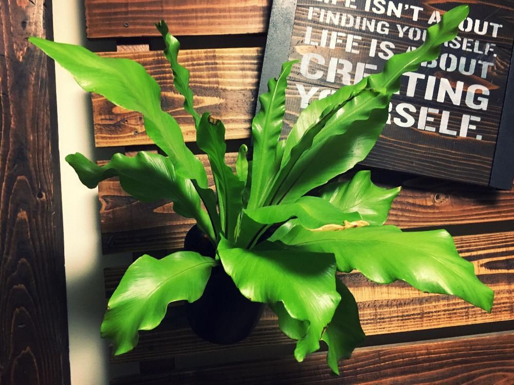 アスプレニウム・アビス　葉