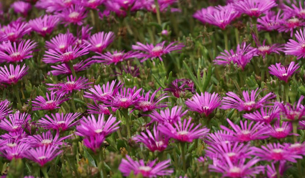 マツバギク、photo by マー君