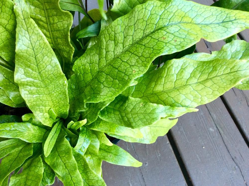 アスプレニウム・クロコダイルファーン　葉
