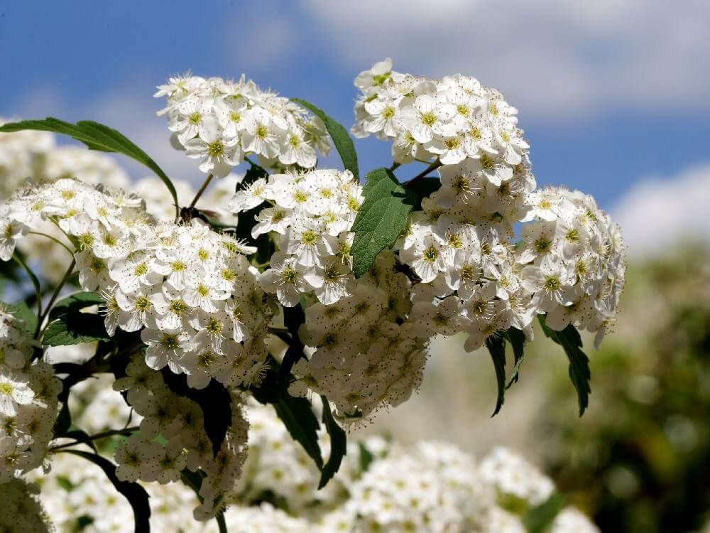 コデマリ(小手毬)　白い花