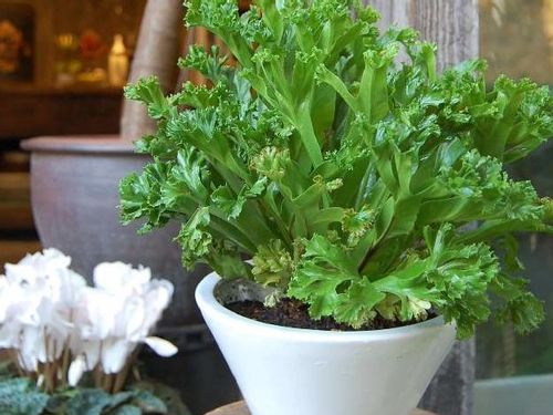 オオタニワタリ アスプレニウム の育て方 観葉植物として長く楽しむコツは Greensnap グリーンスナップ