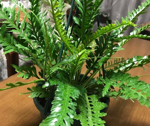 アスプレニウムの育て方 観葉植物として長く楽しむコツは Greensnap グリーンスナップ