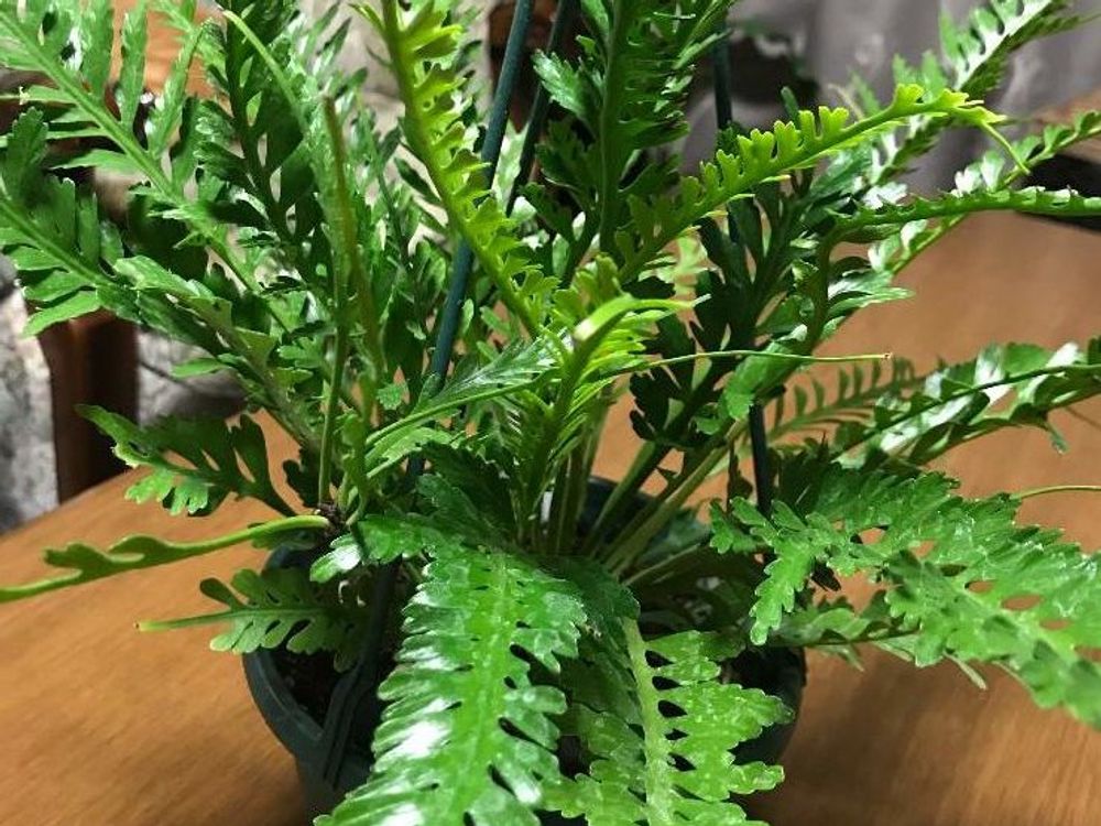 アスプレニウム・ケンゾイ　鉢植え　葉