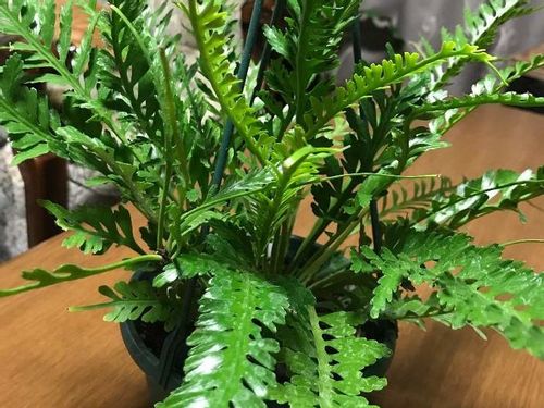 アスプレニウムの育て方 観葉植物として長く楽しむコツは Greensnap グリーンスナップ