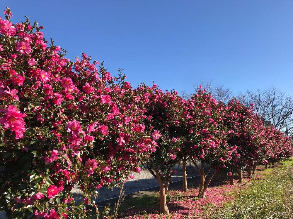 山茶花　赤い花　青空
