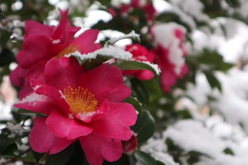 山茶花 サザンカ の花言葉 色別の意味は 花の種類や椿との違いは Greensnap グリーンスナップ