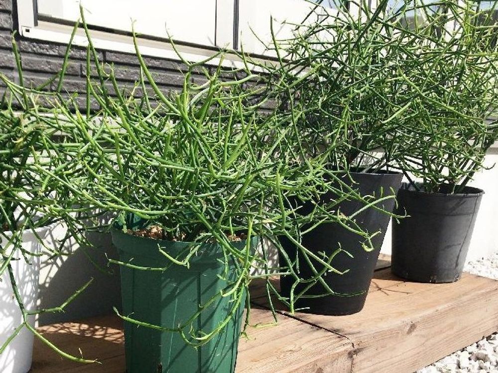 ミルクブッシュ　鉢植え　屋内