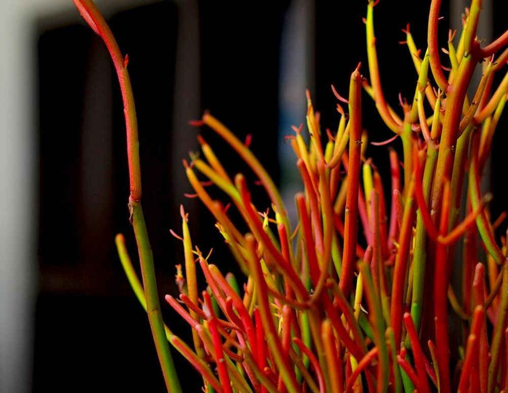 ミルクブッシュ　ファイヤースティック