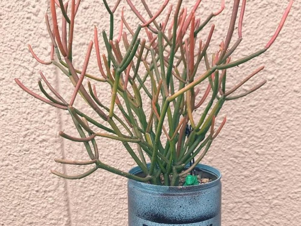 ミルクブッシュ　ピンクカメレオン