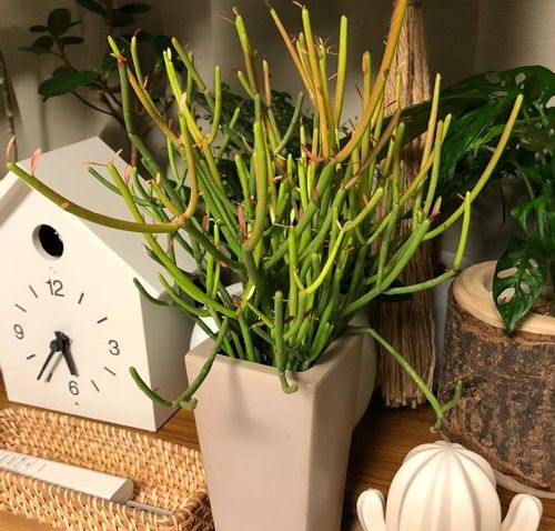 ミルクブッシュの育て方 植え替え方法や増やし方は Greensnap グリーンスナップ
