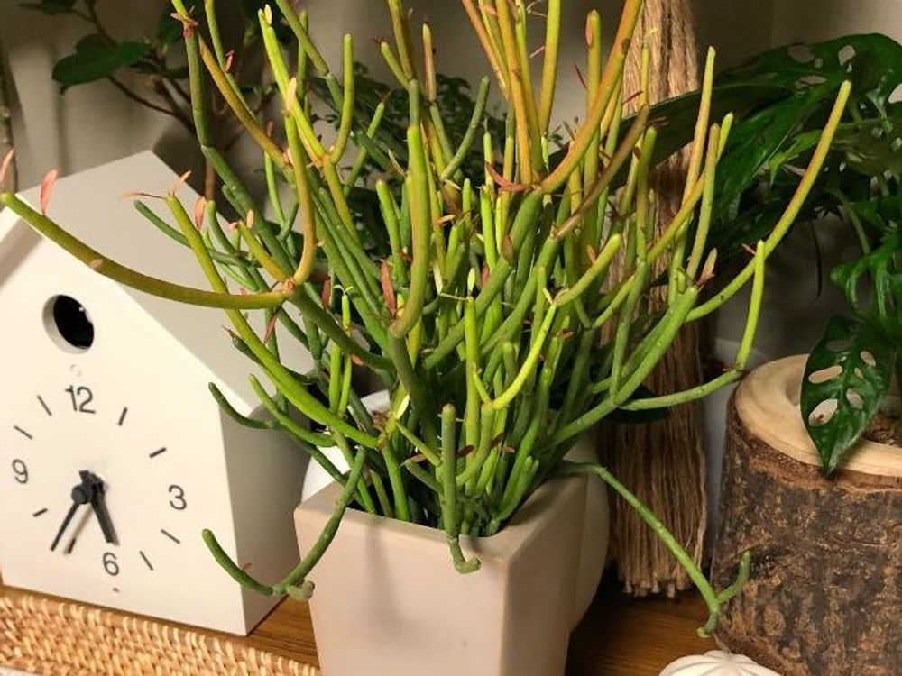 ミルクブッシュ　イエローマジック