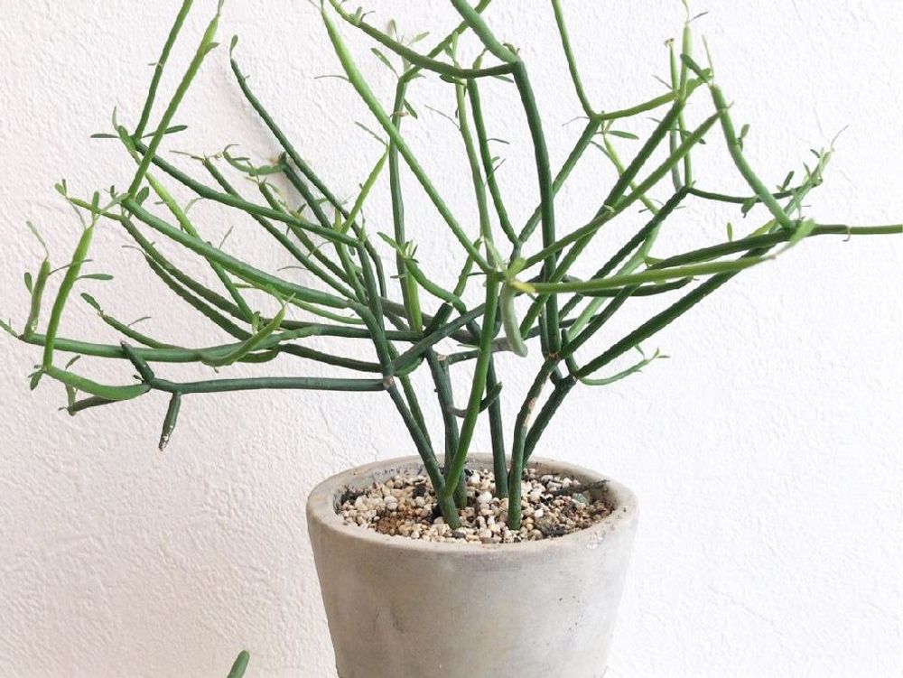 ミルクブッシュ　鉢植え　株