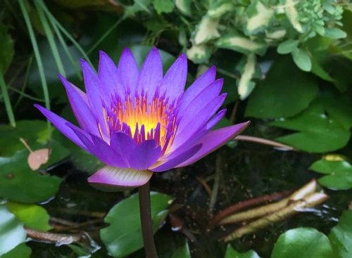睡蓮 スイレン の花言葉 色別の意味は 花の特徴や種類 品種は Greensnap グリーンスナップ