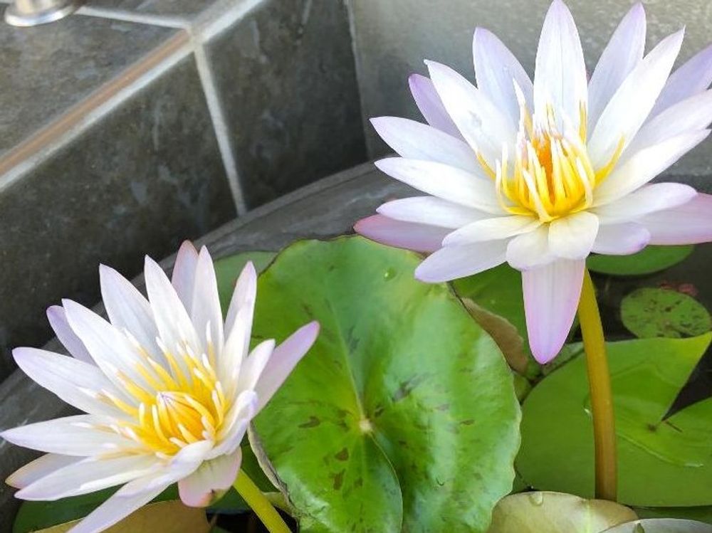 熱帯スイレン(熱帯睡蓮)　ブリンク　白い花