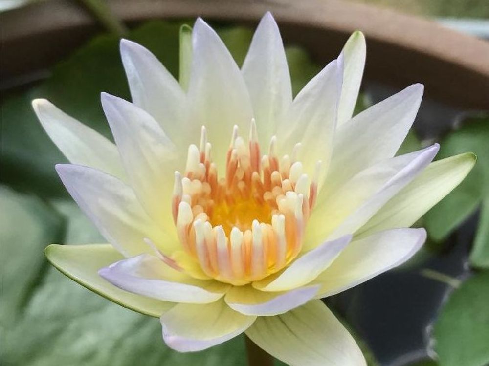 熱帯スイレン(熱帯睡蓮)　ムーンビーム　白い花