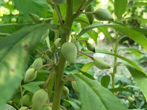 ホウセンカ 鳳仙花 の育て方 種の植え方や水やりの頻度は Greensnap グリーンスナップ