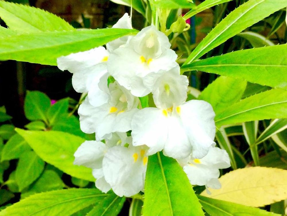 ホウセンカ(鳳仙花)　白い花