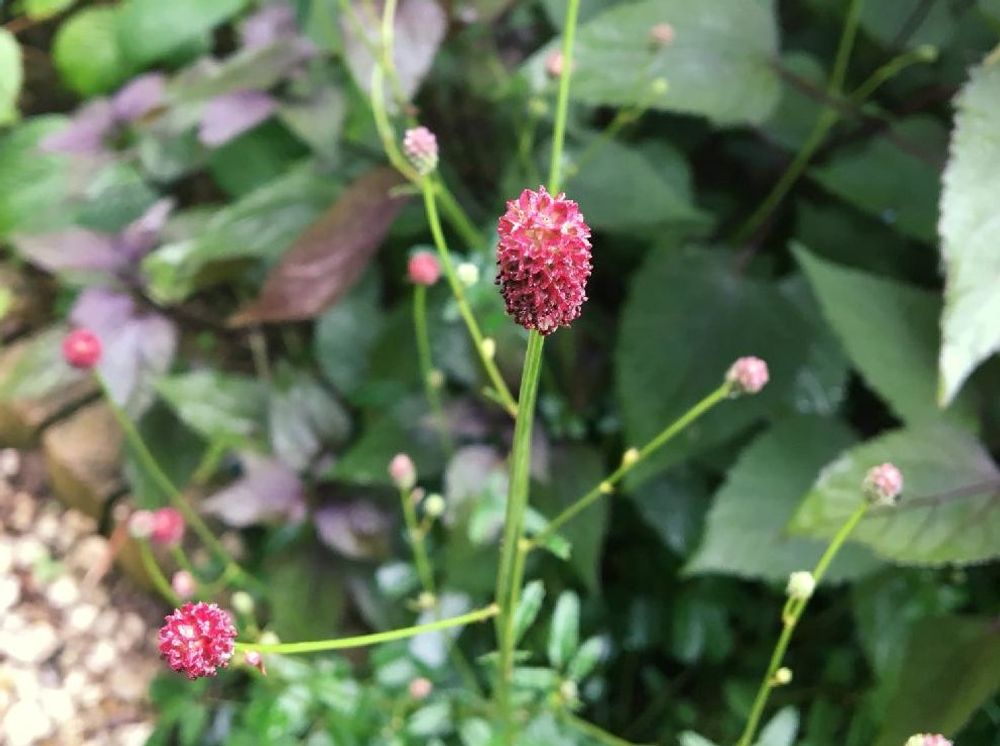 ワレモコウ(吾亦紅)　赤い