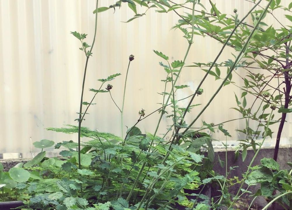 オランダワレモコウ（和蘭吾亦紅）