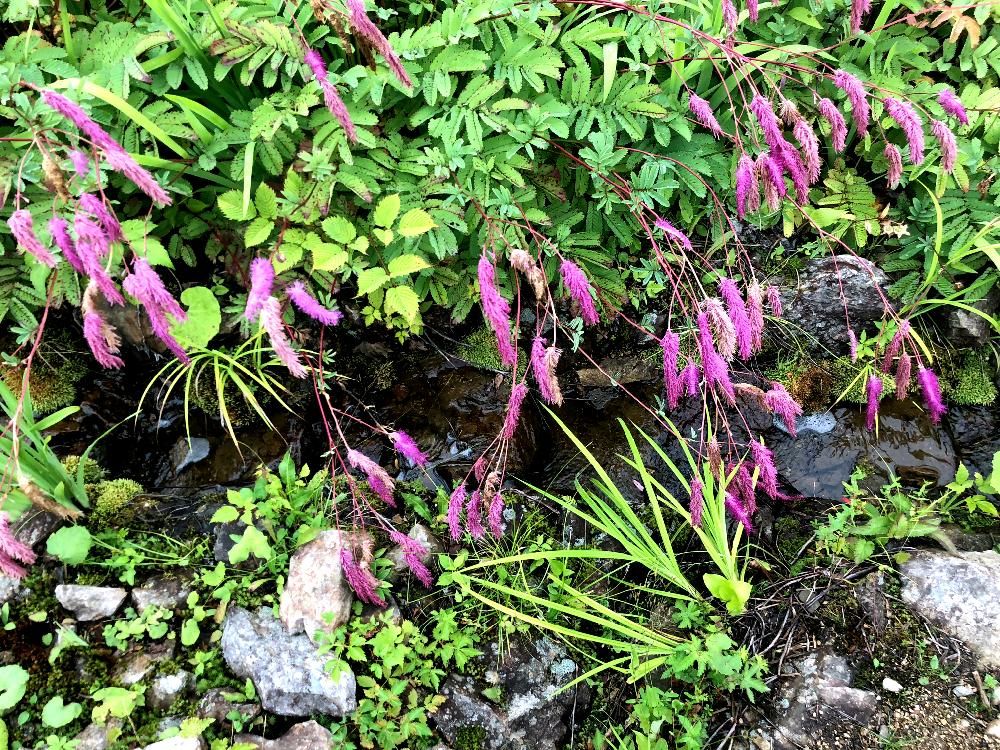 カライトソウ（唐糸草）ピンク色