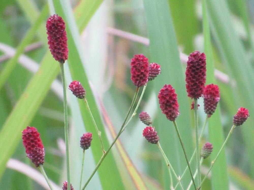 ワレモコウ(吾亦紅)　赤い